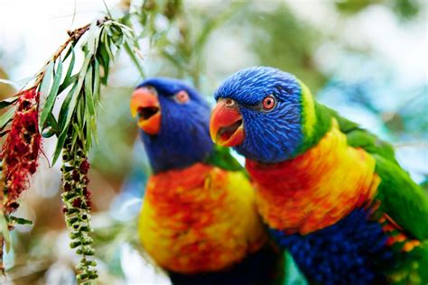 places   spot australian wildlife  kuranda