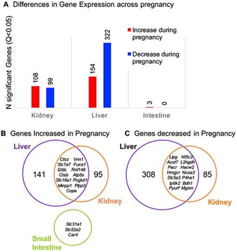 temporal transcriptomic analysis of metabolic genes in maternal organs