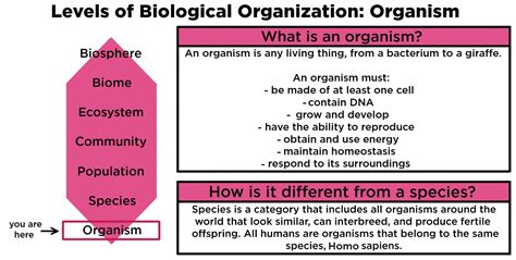 organisms ecology definition examples expii