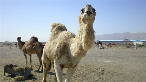 How Long Can A Camel Go Without Drinking Water Zippy Facts