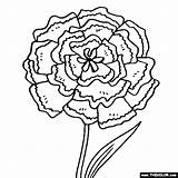 Coloring Carnation Flower Flowers Pages Online Simple Color Drawing Plant Printable Thecolor Kids Doodles Choose Board Getdrawings sketch template