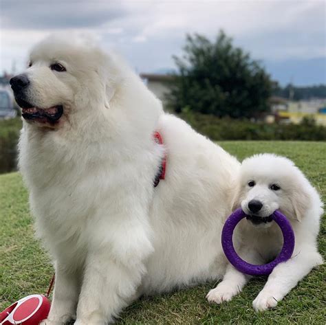 big facts  giant great pyrenees dogs page    petpress