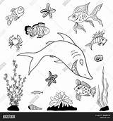 Vector Fishes Coloring Pages sketch template