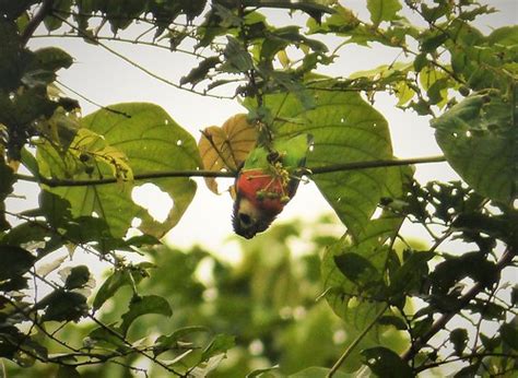 orange breasted fig parrot cyclopsitta gulielmitterti flickr
