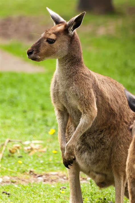 kangaroo  stock photo public domain pictures