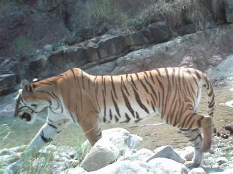 Save The Tiger The Success Of The Bengal Tiger In Nepal Shows You Can
