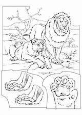 Coloriage Leones Leeuwen Colorare Colorier Savane Disegno Leoni Coloriages Lionne sketch template