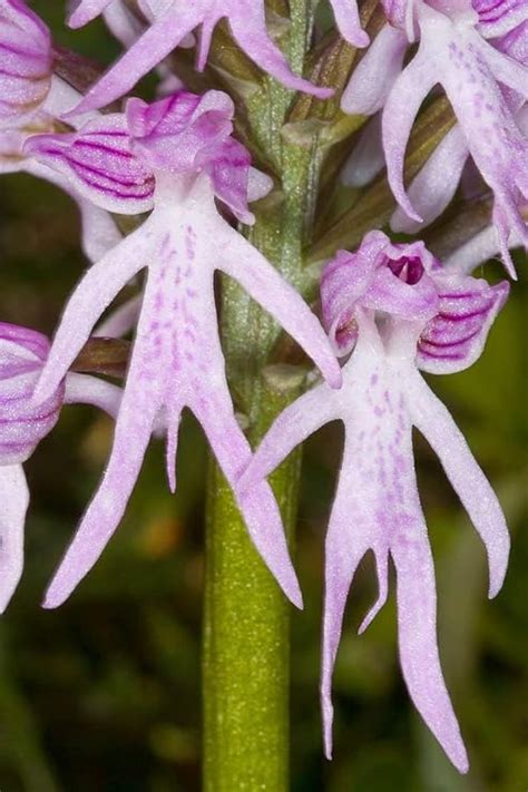 Potseed Orchis Italica Naked Man Orchid Italian Orchid Seeds 5 10 20