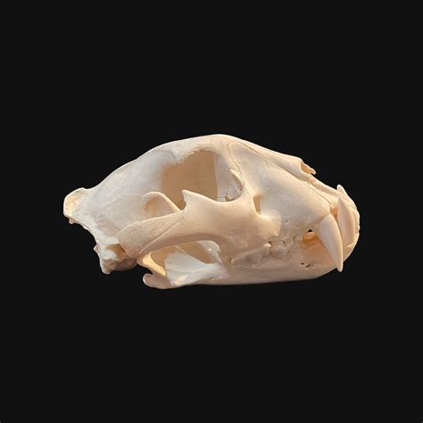 jaguar skull panthera onca  full article  catawiki