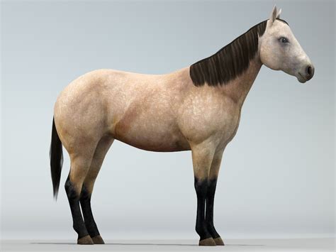 ds realistic horse