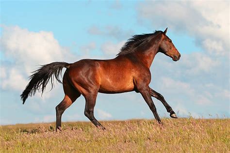 hanoverian horse breed profile facts colors pictures