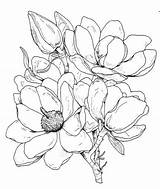 Magnolia Stamp Rubber Flower Drawing Line Frantic Stamper Flowers Cling Mounted Drawings Stamps Coloring Choose Board Floral Franticstamper Sketches sketch template