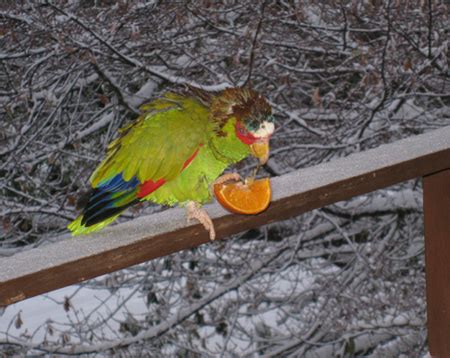 pet parrot    snow  ballard