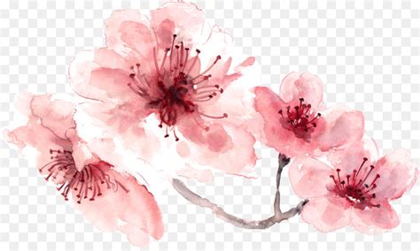 cherry blossom background png    transparent blossom png