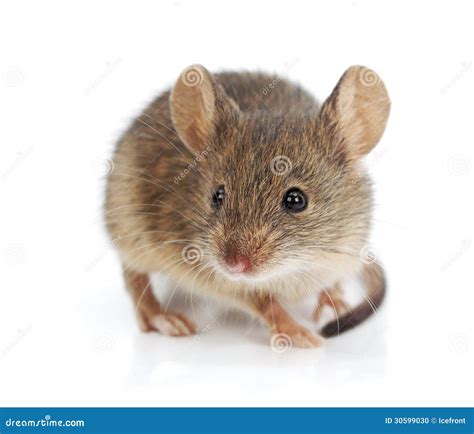 house mouse mus musculus stock photo image