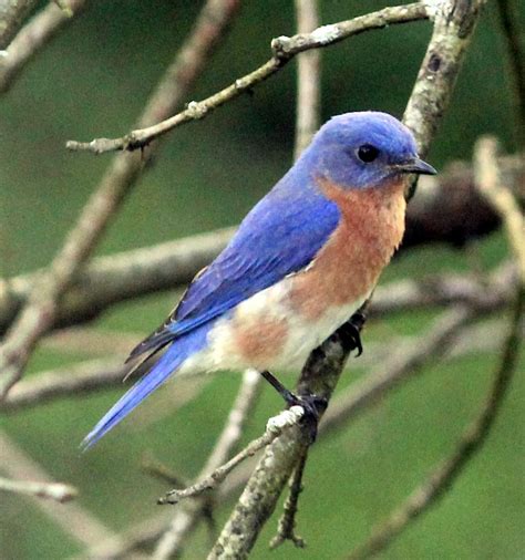 cute  bluebird    absolute favorite pets animals blue bird