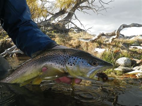 cast fly fishing fly fishing patagonia argentina  months