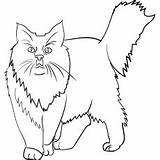 Cat Coloring Pages Coon Printable Maine Kids Articles Basket sketch template