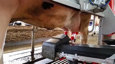 how are dairy farmers using robots in the barn canadian food focus