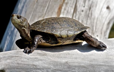 turtle   log desktop wallpaper