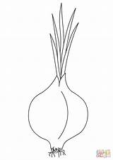 Onion Coloring Pages Drawing Printable Dot sketch template