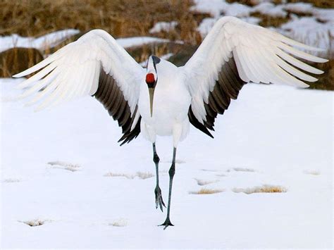 red crowned crane wallpapers top  red crowned crane backgrounds