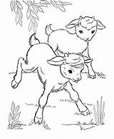 Baby Coloring Pages Printable Goats Kids Farm Animal Choose Board Activity sketch template