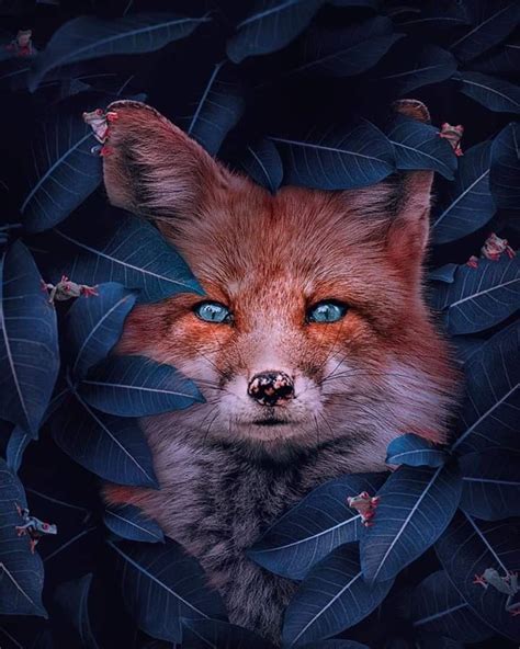 beautiful fox reverythingfoxes