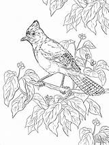 Coloring Jay Printable Coloringbay Pages sketch template