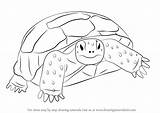 Tortoise Draw Gopher Drawing Step Turtle Drawings Drawingtutorials101 Turtles Tutorials Animal Tortoises Quilt Coloring Animals Learn Pages Uploaded User sketch template