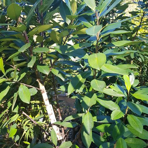 tristaniopsis laurina four seasons nursery