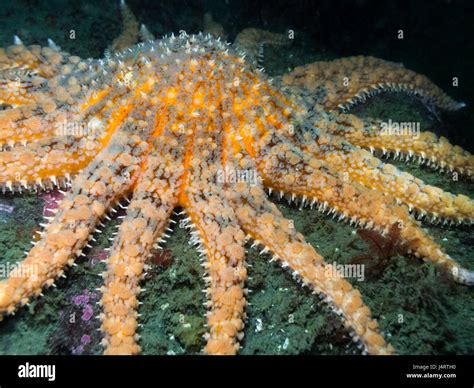 british columbias largest starfish photographed  diving
