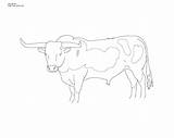 Longhorn Coloring Bull Cattle Pages Printable Color Click Texas Line Designlooter Size Search Drawings 2400px 05kb sketch template