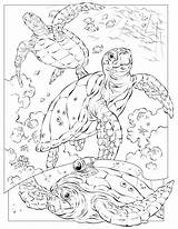 Coloring Pages Sea Life Adults Getdrawings sketch template