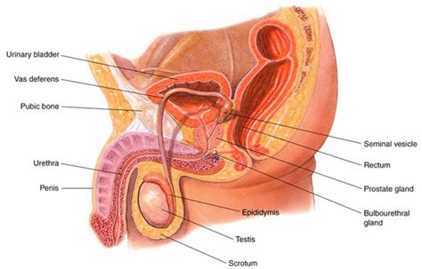 fertilization womens and men ~ carnal knowledge