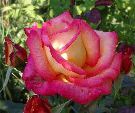 filerose flower pinkishjpg wikimedia commons
