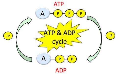 energy   atp  adp cycle explained