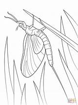 Grasshopper Coloring Grasshoppers sketch template