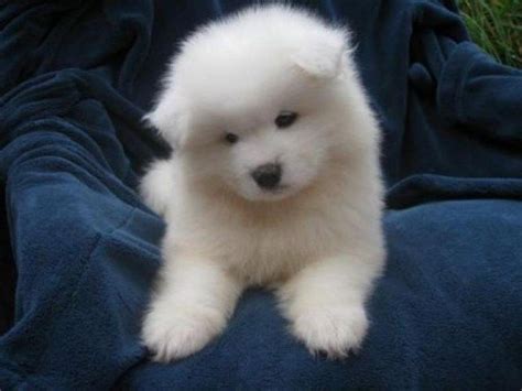 do you like the fluffy samoyed puppies