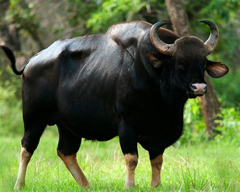 gaur creatures   world wikia fandom