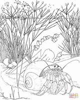 Ocean Nocturnal Crab Hermit Bernard sketch template
