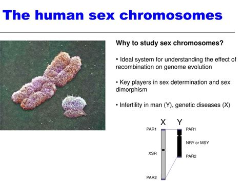 Ppt The Evolution Of Sex Chromosomes From Humans To Non Model My Xxx