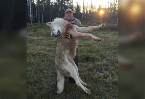 massive wolf rumored to have been shot in michigan