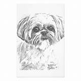 Shih Tzu Dog sketch template