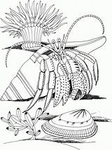 Coloring Crab Hermit Pages Shell Kids Spider Drawing Printable Dover Color Coloriage Crustacean Imprimer Hermite Bernard Underwater Publications Life Colorier sketch template