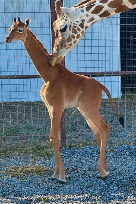 rare giraffe born  spots  unique  good morning america