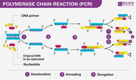 difference  pcr  recombinant dna technology technology