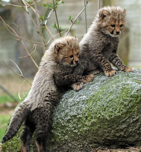 johnnyslittleanimalblog cheetah beekse bergen bba  safi kok baby animals cute