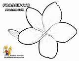 Frangipani Nicaragua Coloring Colouring Tree Google Search Lessons Designlooter Au 612px 27kb sketch template