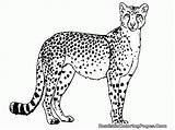 Cheetah sketch template